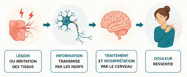 Schéma expliquant comment les signaux du corps sont transmis par les nerfs au cerveau, où ils sont interprétés avant de devenir une douleur ressentie.