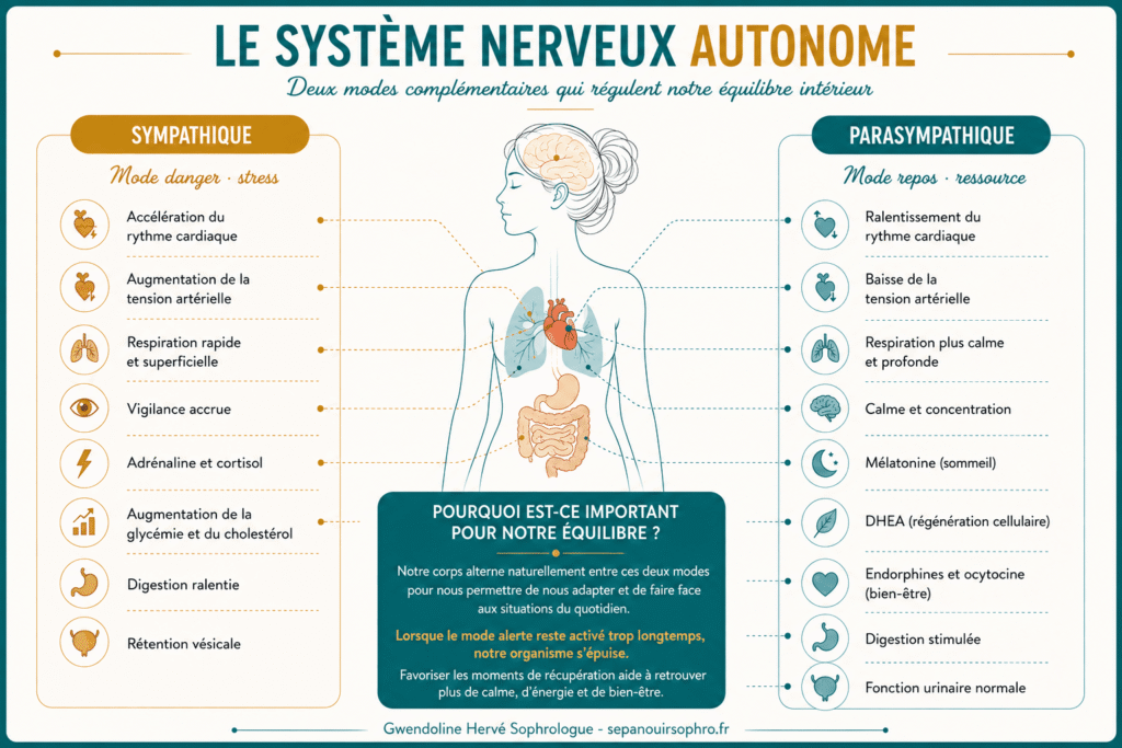 Schéma pédagogique du système nerveux autonome présentant les rôles du système nerveux sympathique (stress et alerte) et parasympathique (repos et récupération) sur le fonctionnement du corps.